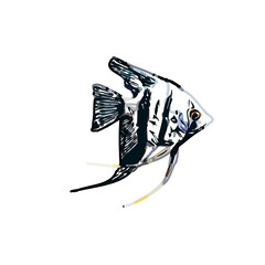 Color sketch of ornamental fish with a transparent background to learn coloring and logo elements