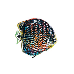 Color sketch of ornamental fish with a transparent background to learn coloring and logo elements