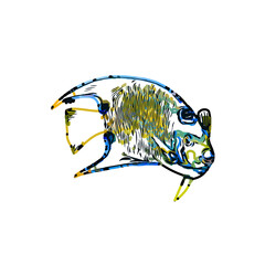 Color sketch of ornamental fish with a transparent background to learn coloring and logo elements