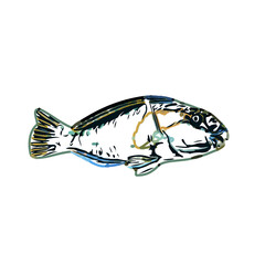 Color sketch of ornamental fish with a transparent background to learn coloring and logo elements