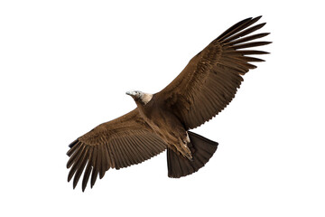 Condor bird flying isolated on transparent background in png format