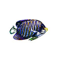 Color sketch of ornamental fish with a transparent background to learn coloring and logo elements
