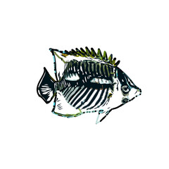 Color sketch of ornamental fish with a transparent background to learn coloring and logo elements