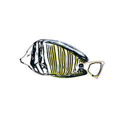 Color sketch of ornamental fish with a transparent background to learn coloring and logo elements