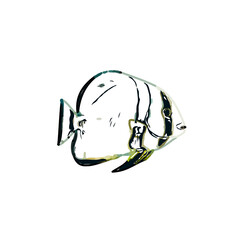 Color sketch of ornamental fish with a transparent background to learn coloring and logo elements
