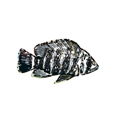 Color sketch of ornamental fish with a transparent background to learn coloring and logo elements