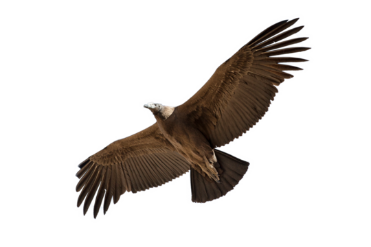 Condor bird flying isolated on transparent background in png format