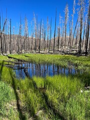 Small pond surrounded by burned trees in Roosevelt National Forest, Colorado
