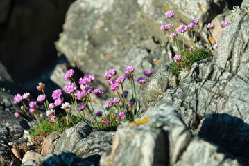 seaside landscape over the cliffs close to Cullen village, Scotland