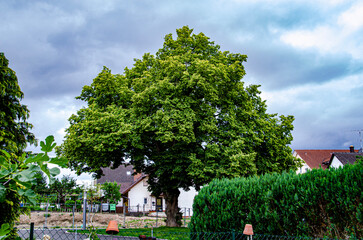 tree in the park