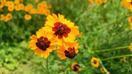Close-Up Portrait of Yellow and Brown Marigold Flowers in the Garden