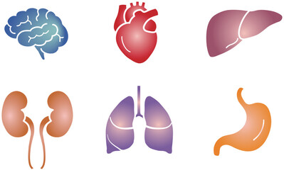 vector set of human organs isolated on a white background