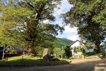 パワースポット廣瀬神社にある樹齢1000年以上のケヤキと秋晴れ