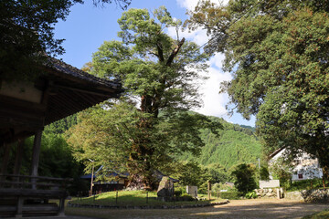 パワースポット廣瀬神社にある樹齢1000年以上のケヤキとイチイガシ