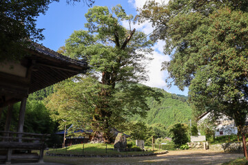 パワースポット廣瀬神社にある樹齢1000年以上のケヤキとイチイガシ