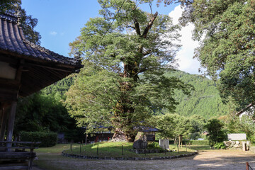 パワースポット廣瀬神社にある樹齢1000年以上のケヤキとイチイガシ