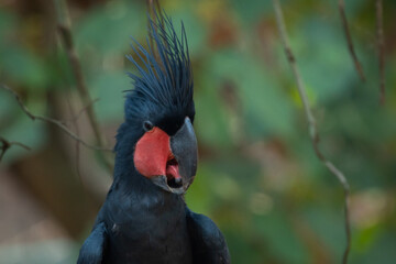 close up of a palm cockatoo, Probosciger aterrimus, natural bokeh background