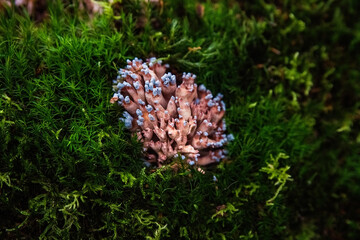 Exotic pink mushrooms in green forest moss.