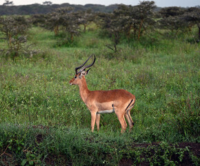 Naklejka na ściany i meble Impala in Kenya Impala in Africa