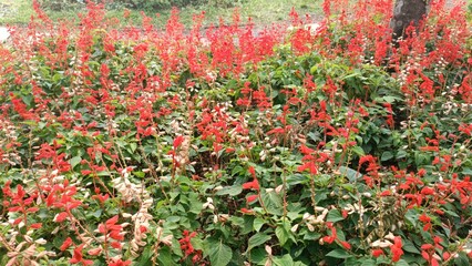 Red Salvia Flowers Blooming in the Garden Area