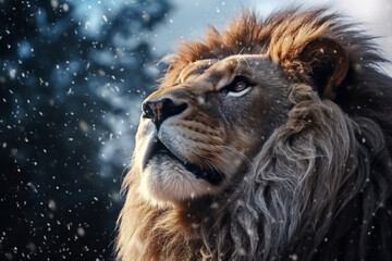 The Africa lion raised his head to the sky, covered with snow