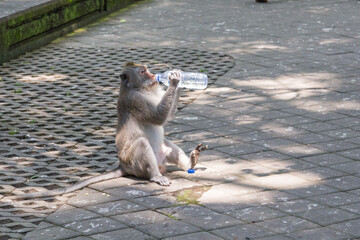 An adult monkey drinking out of a water bottle