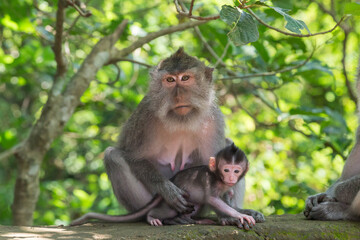 Mother and child monkeys at Monkey Forest Sanctuary in Ubud