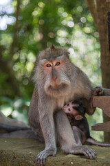 Mother and child monkeys at Monkey Forest Sanctuary in Ubud