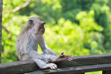 Naklejka na ściany i meble Monkey at Monkey Forest Sanctuary in Ubud
