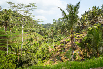 Fototapeta na wymiar Tegalalang rice paddys in Ubud