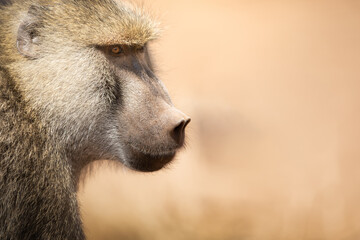 The Yellow baboon, Papio cynocephalus, is a member of the family Cercopithecidae. Portret. - obrazy, fototapety, plakaty
