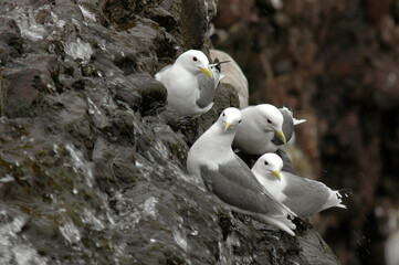 Mouette tridactyle,.Rissa tridactyla, Black legged Kittiwake, boisson , ruisseau