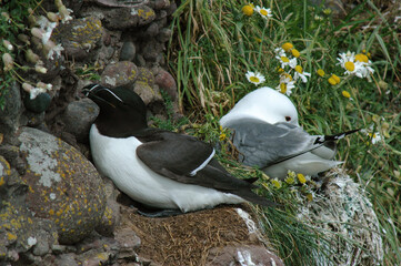 Pingouin torda, Petit Pingouin, .Alca torda, Razorbill, Mouette tridactyle, Rissa tridactyla, Black...