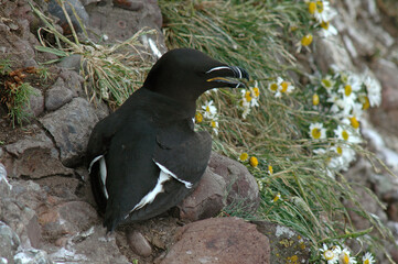 Pingouin torda, Petit Pingouin, .Alca torda, Razorbill, nid