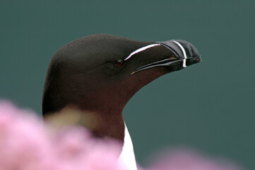 Pingouin torda, Petit Pingouin, .Alca torda, Razorbill, nid