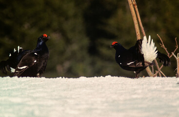 Tétras lyre, Lyrurus tetrix, Black Grouse, parades