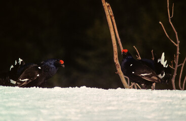 Tétras lyre, Lyrurus tetrix, Black Grouse, parades