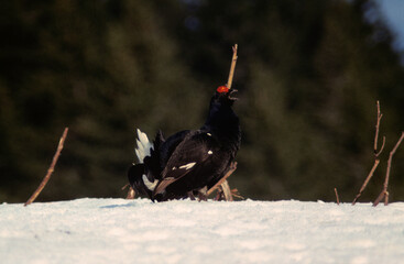 Tétras lyre, Lyrurus tetrix, Black Grouse, parades