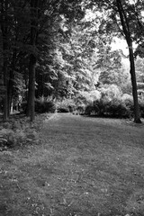 Naklejka premium A summer meadow in black and white.