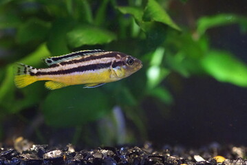 イエローストライプ・シクリッド