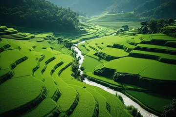 Poster High angle shot of lush green rice fields There is a stream flowing through, natural concept © ORG