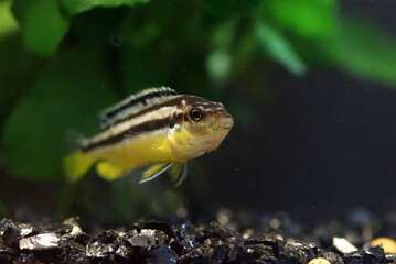 イエローストライプ・シクリッド