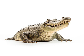  Crocodile isolated on white background
