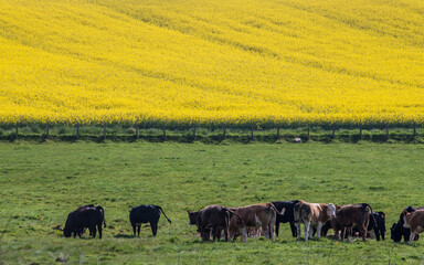 countryside landscape in the area around Cullen, Scotland