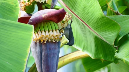 Keuken spatwand met foto Sunbird on a banana tree © Ariane