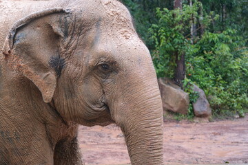 Naklejka premium The face of an elephant that looks old