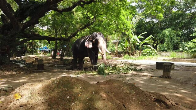 Asian elephants playing on elephant camp 4K stock footage. Kerala elephant camp.