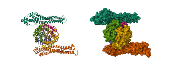 Trypanosoma congolense haptoglobin-haemoglobin receptor (top and bottom) in complex with haemoglobin. 3D cartoon and Gaussian surface models, chain id color scheme, PDB 5jdo