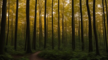 Naklejka premium Forest in the morning