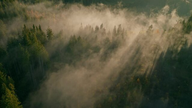 Sunset mountains travel nature aerial view pine foggy clouds fog